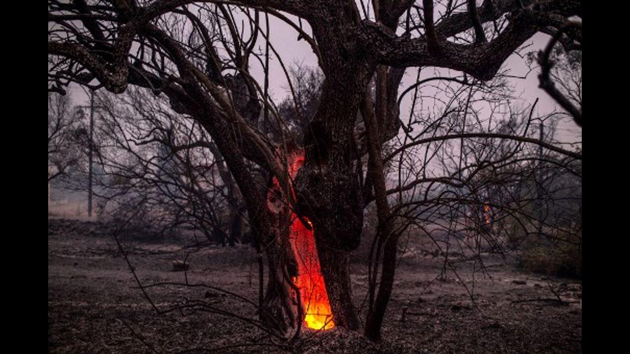 A tree trunk burning during a wildfire at the village of Pefki on Evia (Euboea) island, Greece`s second largest island.